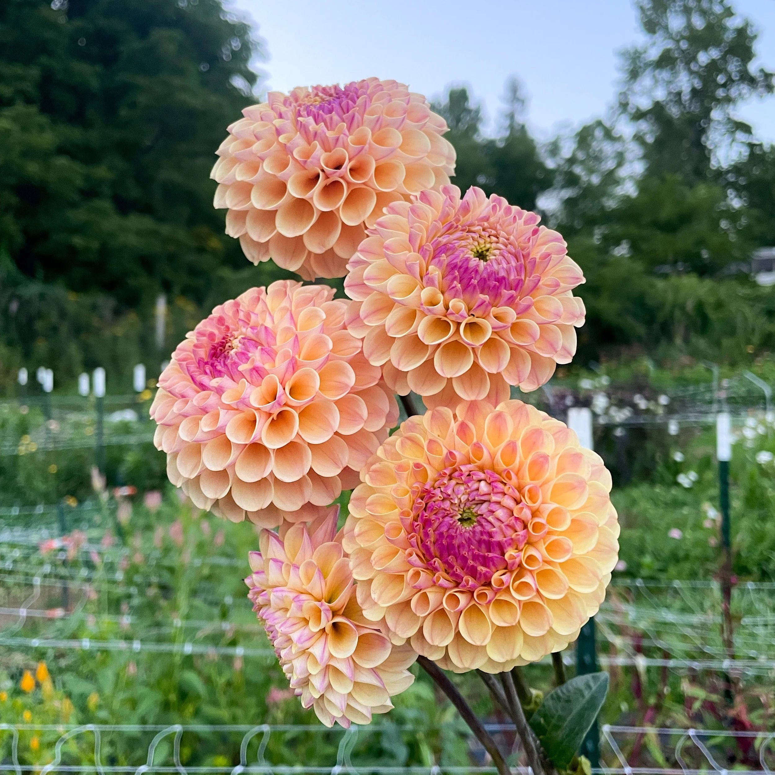 20th Ave Gwen Dahlia Tuber - Yellow Ball Dahlia — Dahlia Tubers